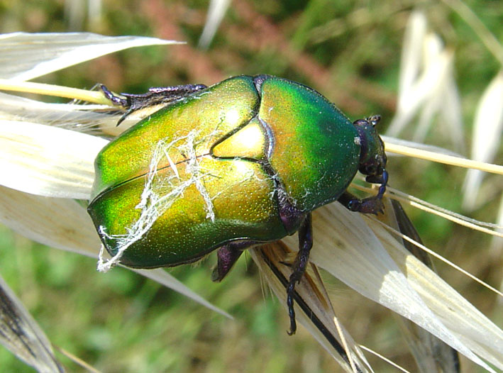 Cetoniidae: Protaetia cuprea cuprea